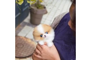 Cachorro de Pomerania