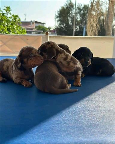 $400 : Vaccinated dachshund puppies image 2