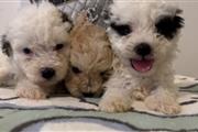 Perritos maltipoo en Los Angeles