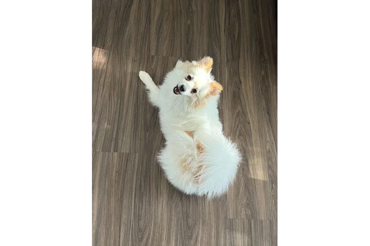 $100 : Pomeranian image 1