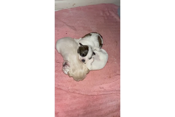 $1500 : Shitzu image 2