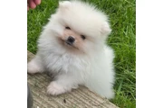 Teacup Pom Pup Ready Now en Camden