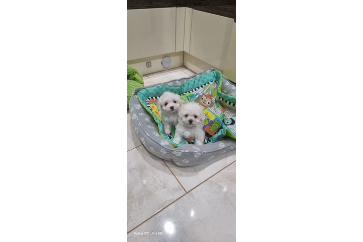 $456 : Tiny Maltese Puppies image 1