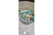 Tiny Maltese Puppies en New York