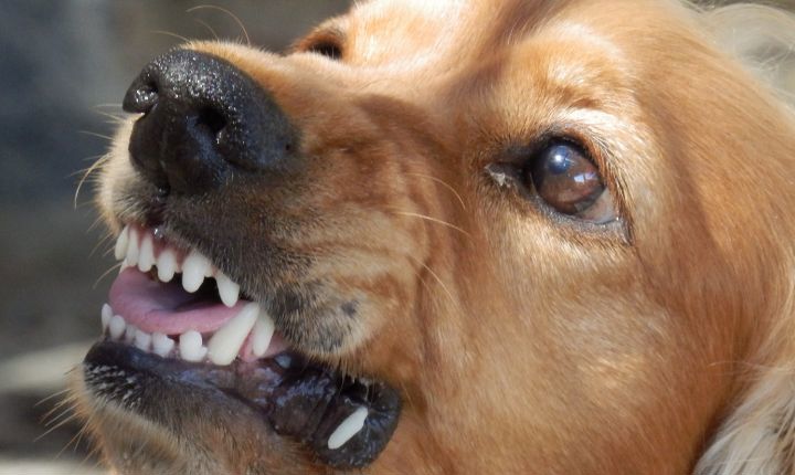 Brackets para perros: ¿qué son y cómo funcionan?