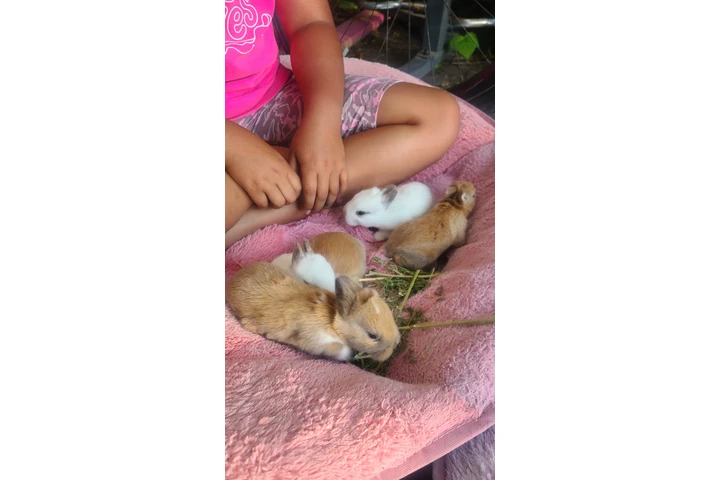 $30 : hermosos conejitos image 4