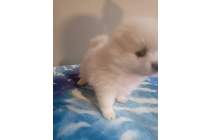 🐾 Hermosas PERRITAS en VENTA image 3