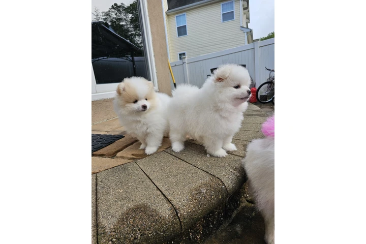 $3400 : Puppies pomerania image 4