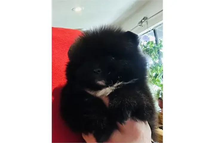 $350 : Pomerania en venta image 2