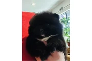 $350 : Pomerania en venta thumbnail