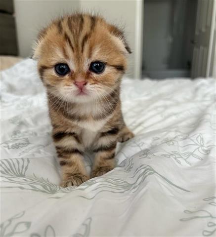 $260 : Baby Scottish fold  Ready image 1