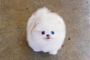 $250 : Teacup Pomeranian puppies thumbnail