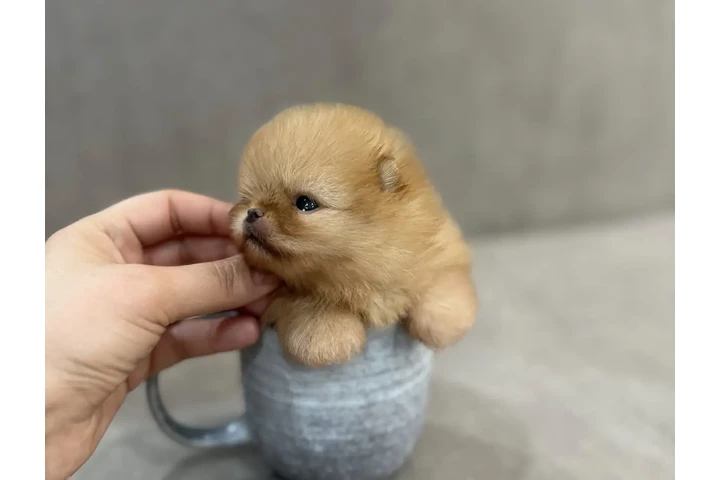 $310 : Mini Pomerania image 1
