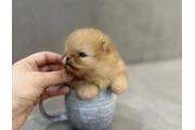 Mini Pomerania en Atlanta