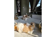 Cachorros Shihtzu en venta en Indianapolis