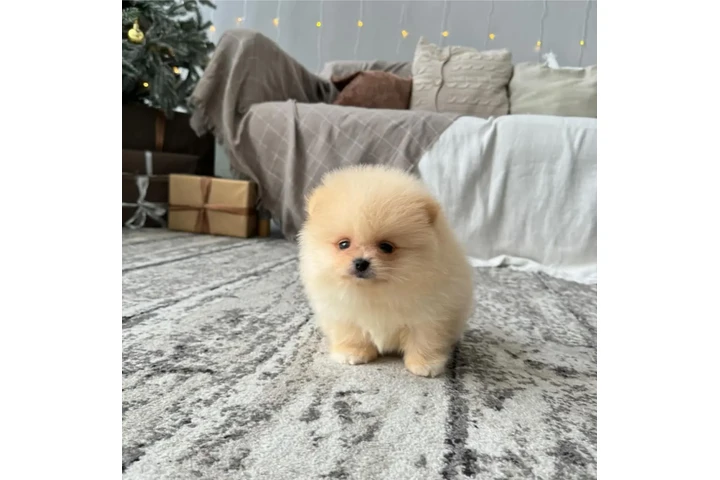 $350 : Pomerania taza de té image 2