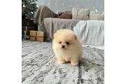 $350 : Pomerania taza de té thumbnail