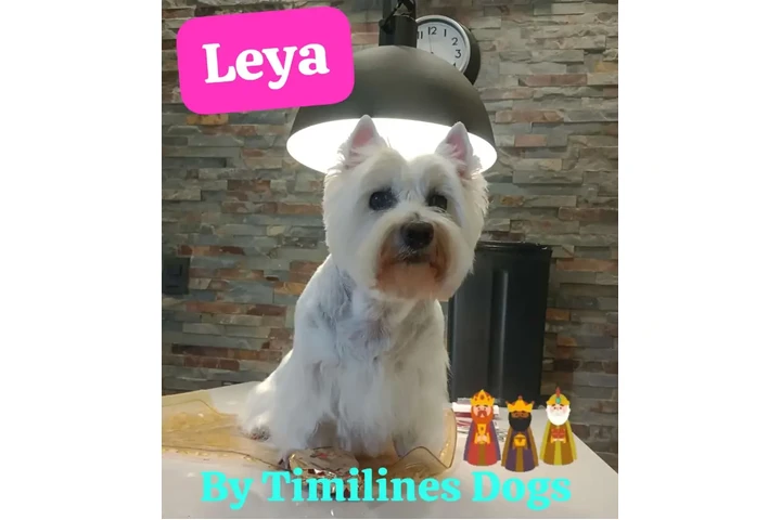 Peluquería y Adiestramiento image 4