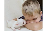 $400 : Adopta tu cachorro chihuahua thumbnail