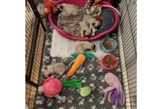 Cachorros Pug a la venta en Fort Lauderdale