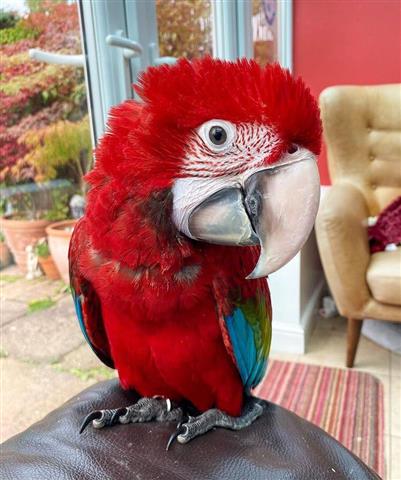 $500 : Parrot birds macaw image 1