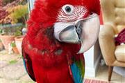 Parrot birds macaw en Santa Fe
