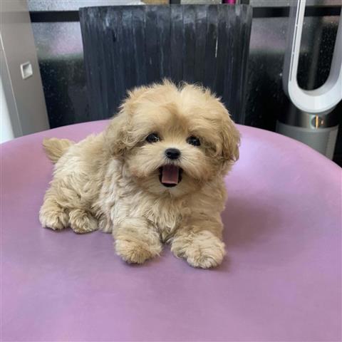 $350 : Cachorro Maltipoo image 2