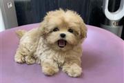 $350 : Cachorro Maltipoo thumbnail