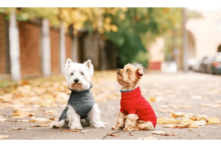 Canine Cuisine image 2