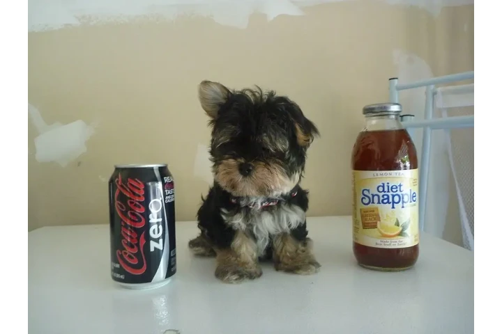 $350 : Female Morkie image 2