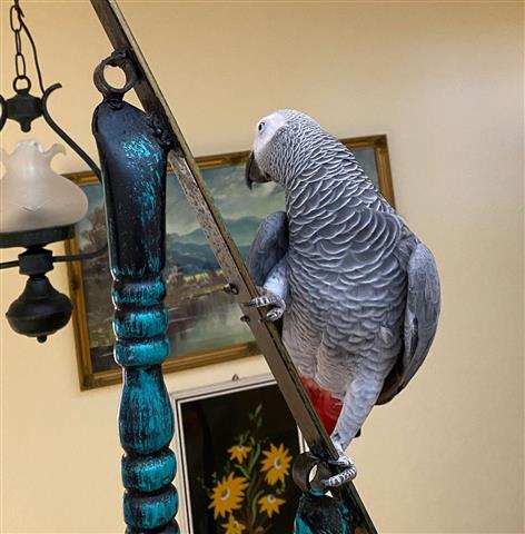 $200 : African Grey Parrots image 1