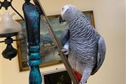 African Grey Parrots en Union City