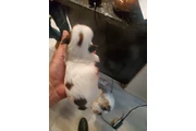 $900 : Shih-tzu thumbnail