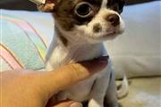 $350 : Cachorros Chihuahua en venta thumbnail