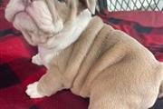 $700 : English bulldog puppies thumbnail
