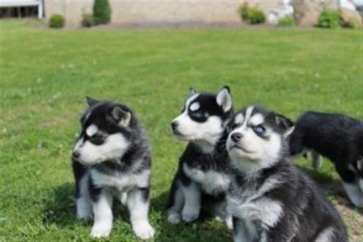 $500 : Akc registered Siberian Husky image 1