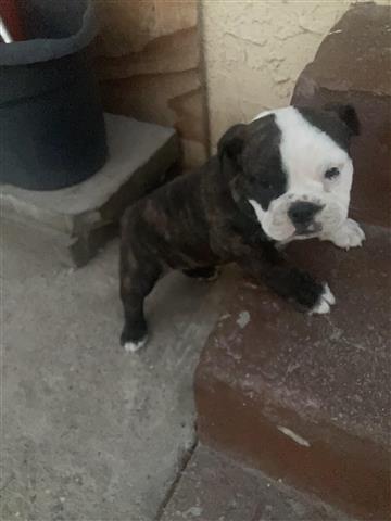 $400 : Bulldog inglés image 3