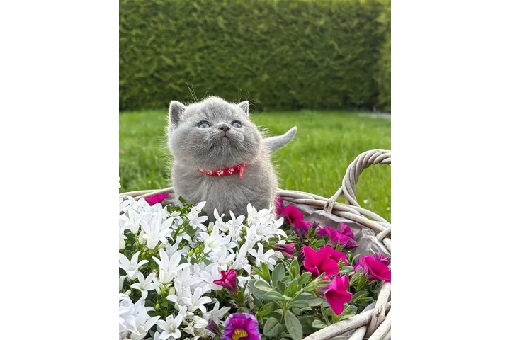 $220 : British Shorthair Kitten Ready image 2