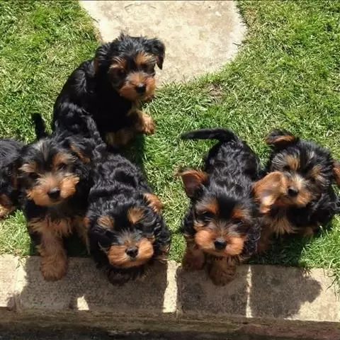 $270 : Cachorros de Yorkshire image 1