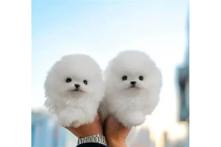 $400 : Maltese And Pomeranian Puppies image 2