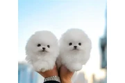$400 : Maltese And Pomeranian Puppies thumbnail