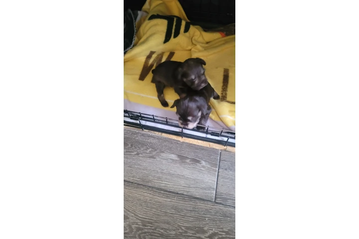 $500 : Schnauzer  disponibles image 4