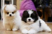 Cachorros Pomerania Disponible en Chicago