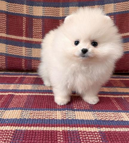 $400 : Pomeranian Puppy Ready image 2