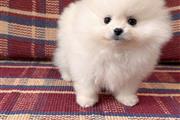 $400 : Pomeranian Puppy Ready thumbnail