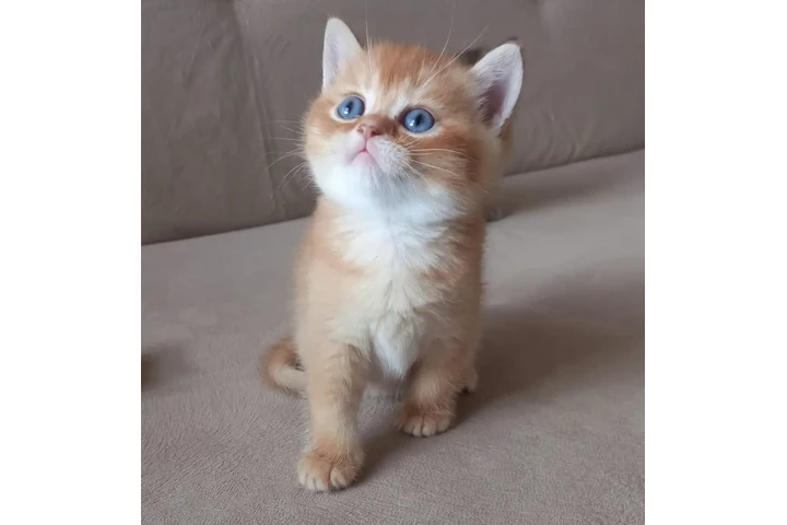 $300 : British shorthair For Sale image 2