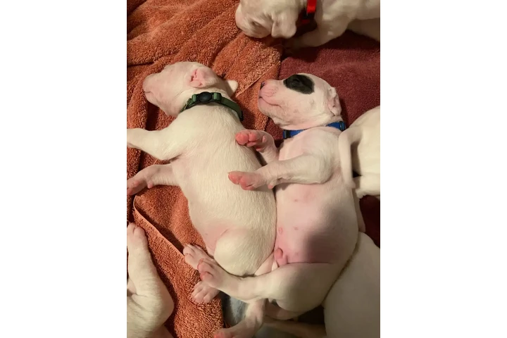 $2000 : Arentino Dogo Puppies image 6