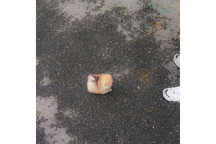 $350 : Pomerania en venta image 2