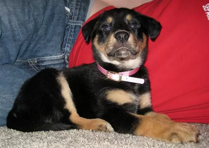 $500 : Rottweilers negros y marrones image 1