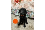 $150 : Labradores thumbnail